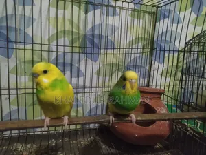 রানিং বাজিরগর