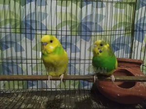 রানিং বাজিরগর