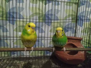 রানিং বাজিরগর