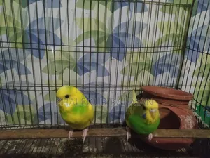 রানিং বাজিরগর