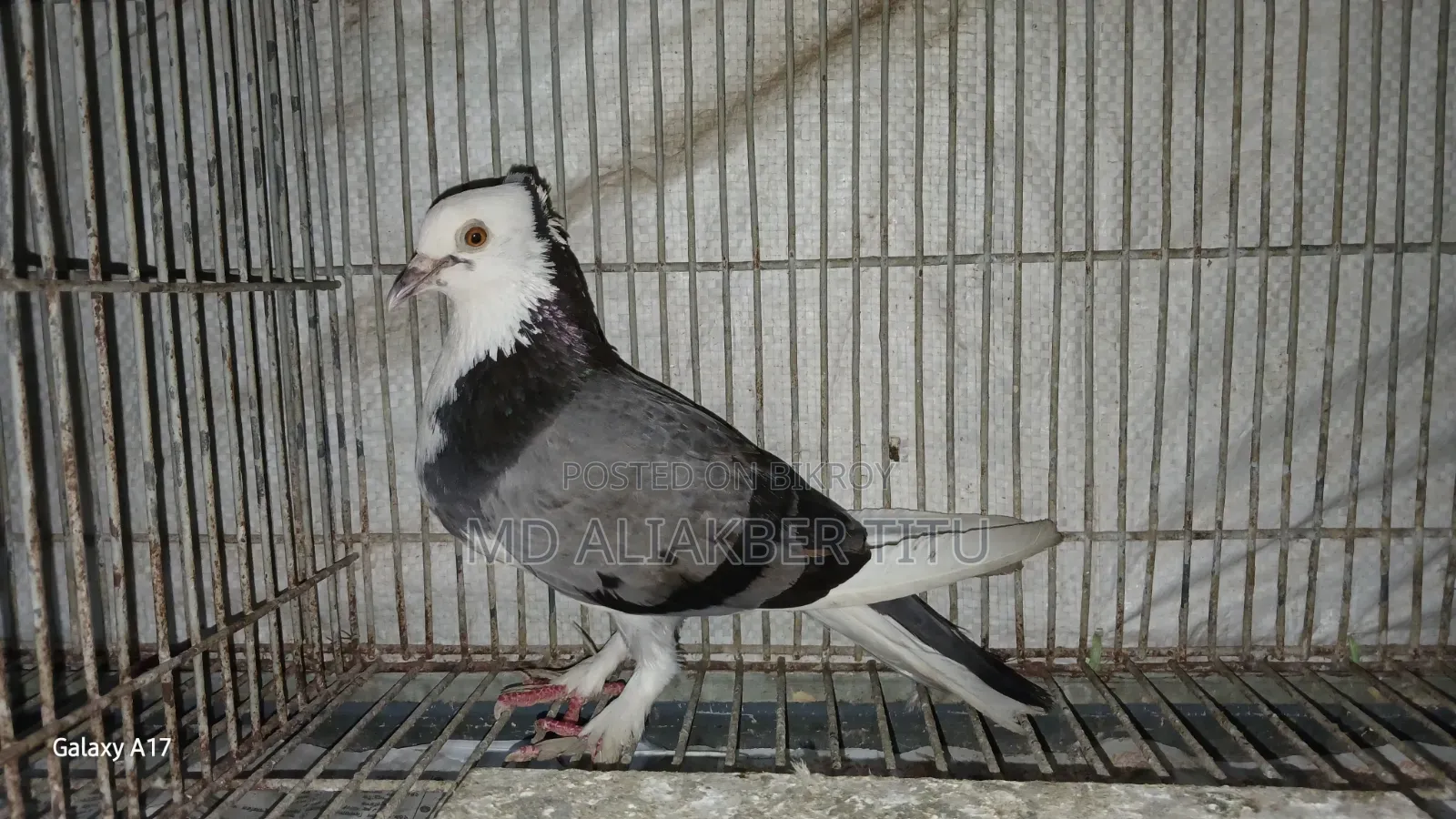 Good quality pigeon
