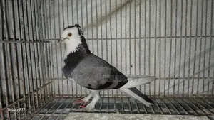 Good quality pigeon
