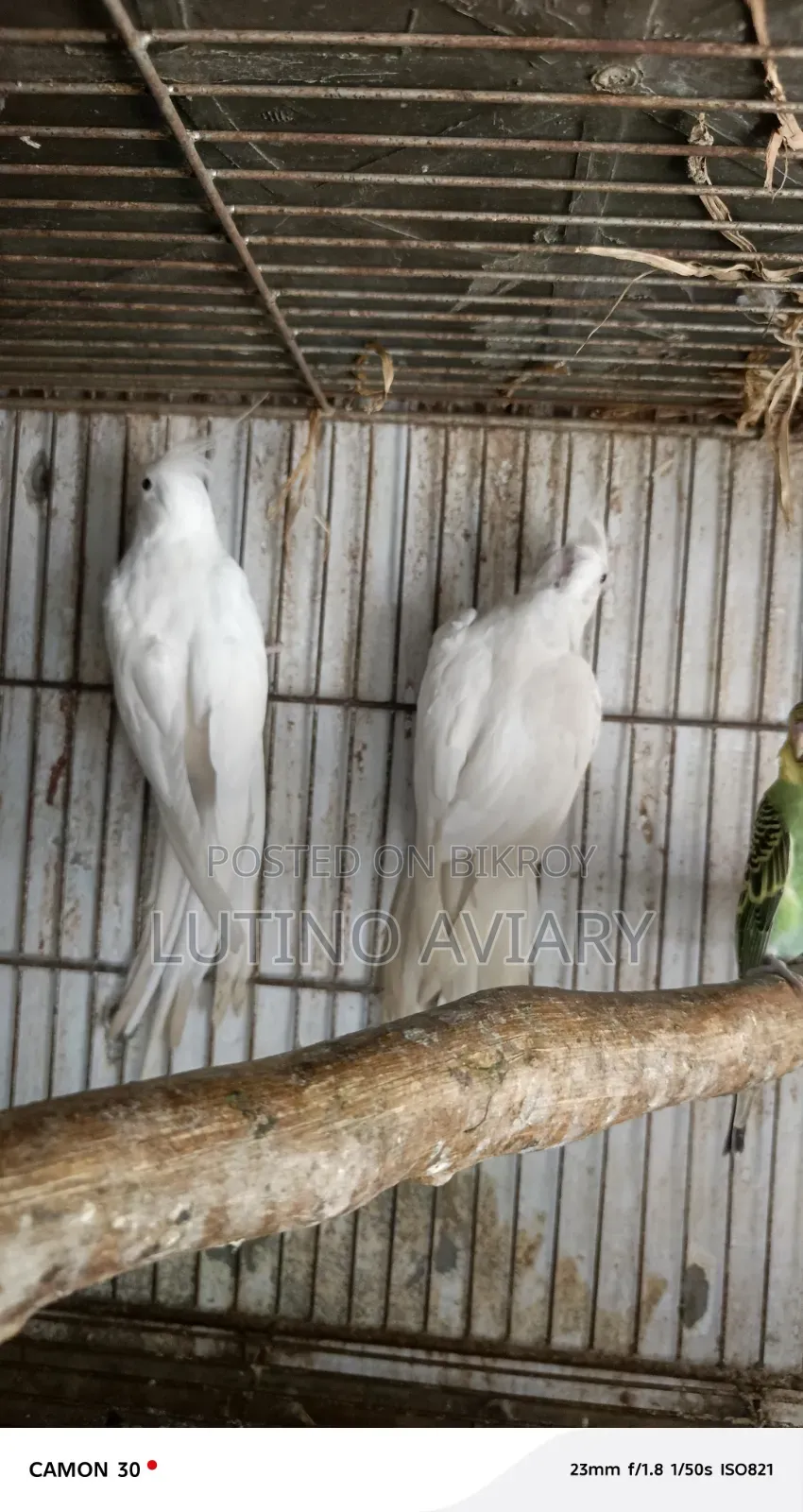 অ্যালবিনো কোকাটেল [ রানিং পেয়ার ]
