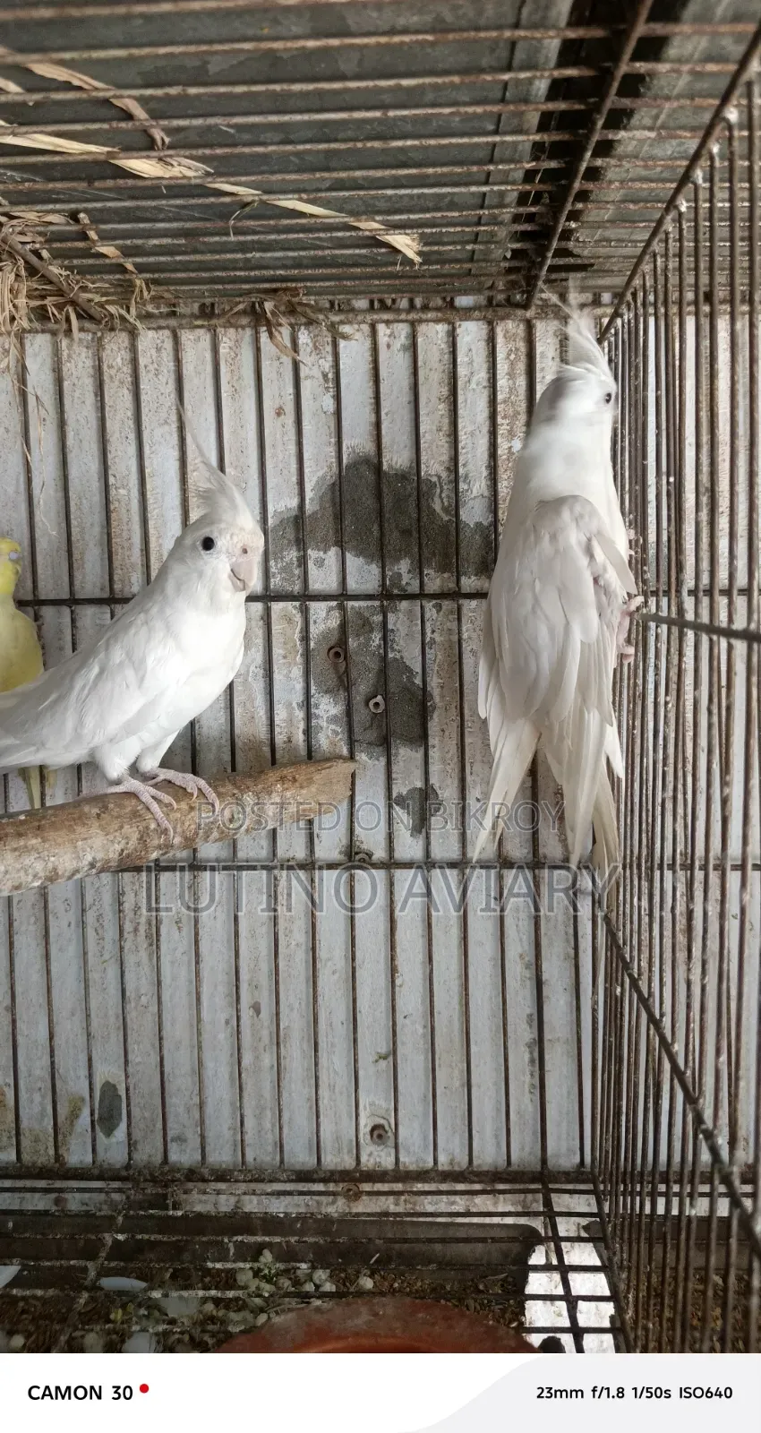অ্যালবিনো কোকাটেল [ রানিং পেয়ার ]