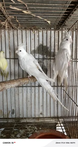 অ্যালবিনো কোকাটেল [ রানিং পেয়ার ]