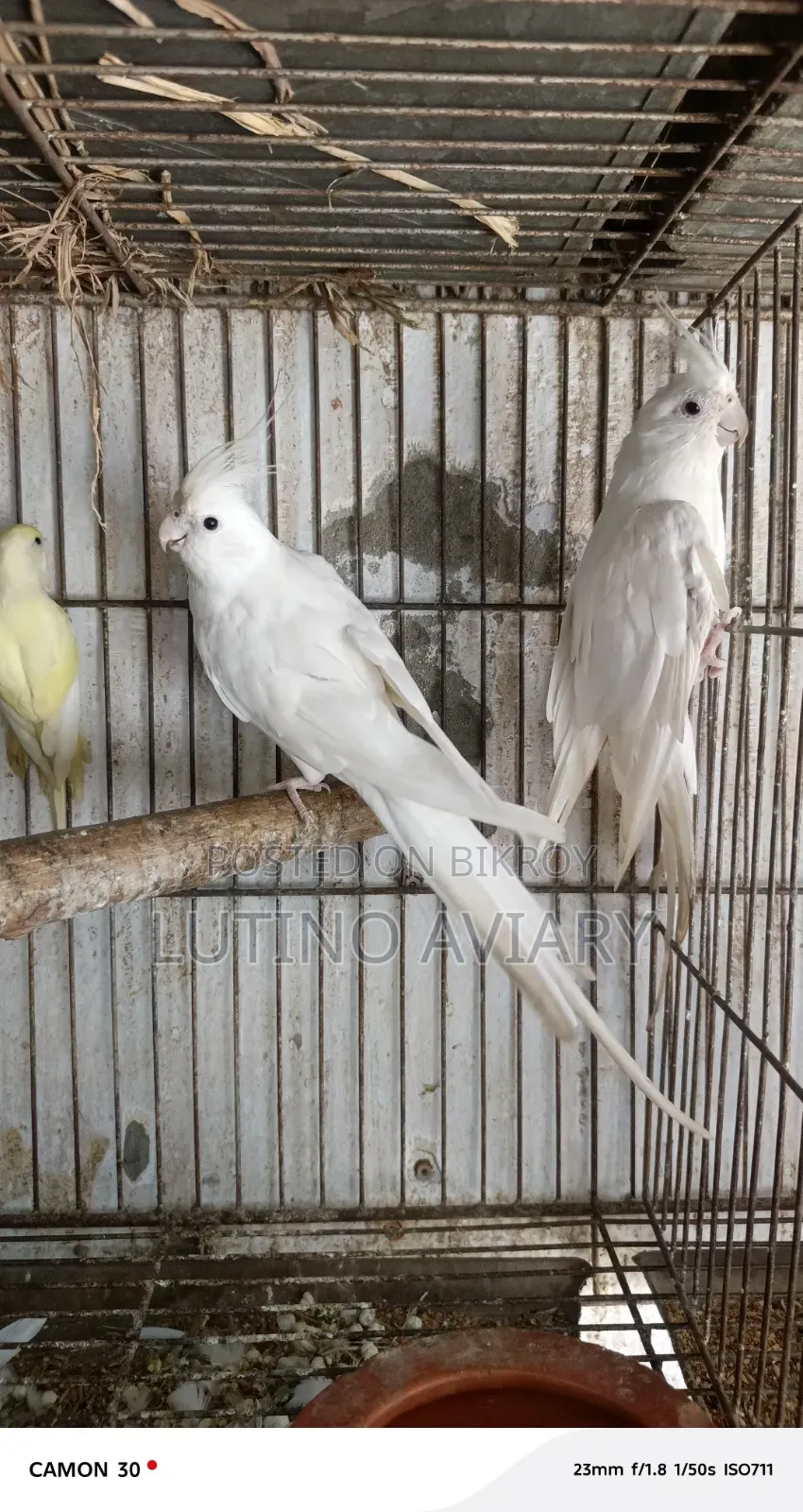 অ্যালবিনো কোকাটেল [ রানিং পেয়ার ]