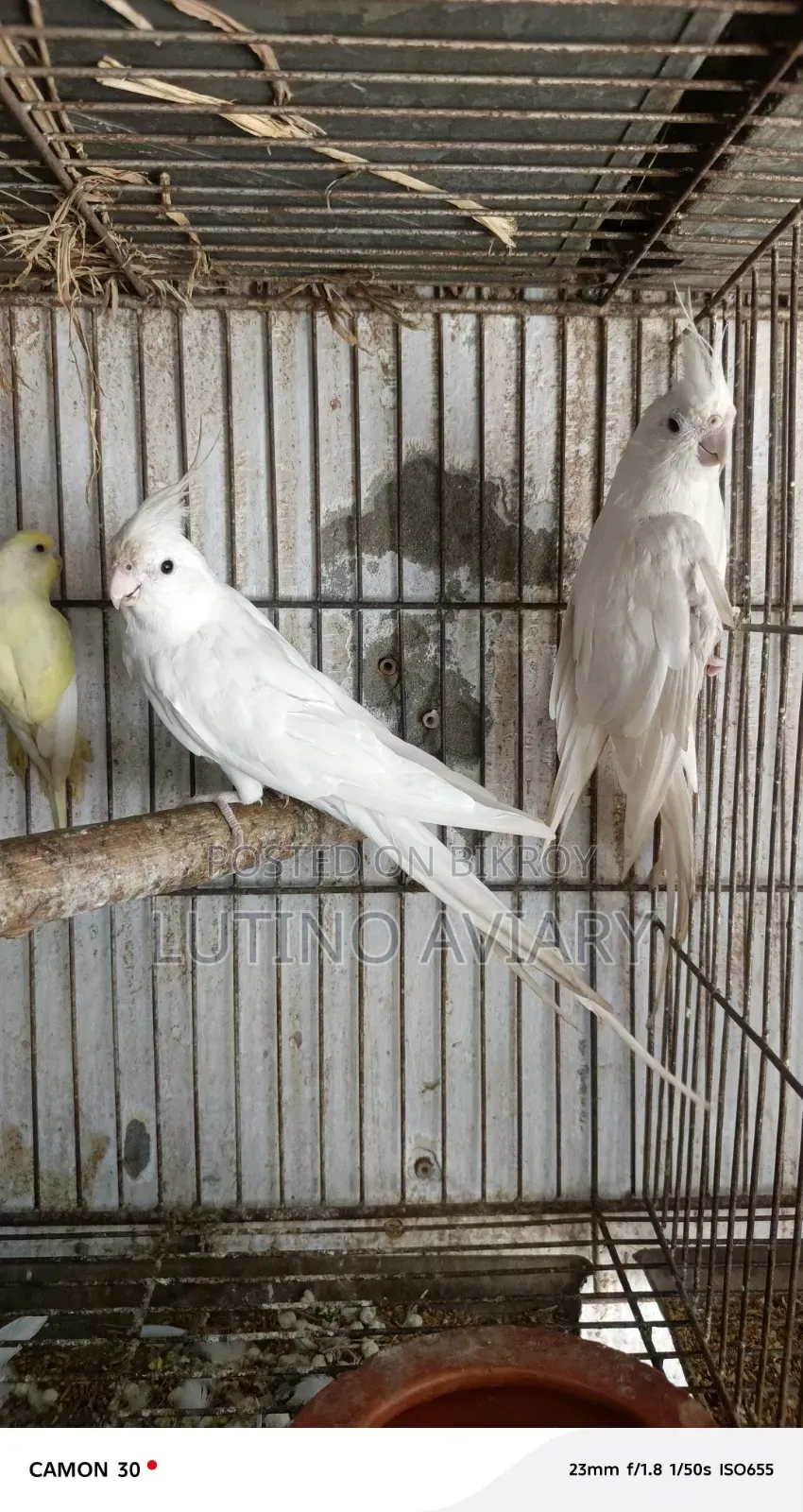 অ্যালবিনো কোকাটেল [ রানিং পেয়ার ]
