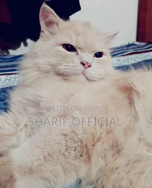 1+ year Male Purebred Persian