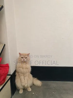 1+ year Male Purebred Persian