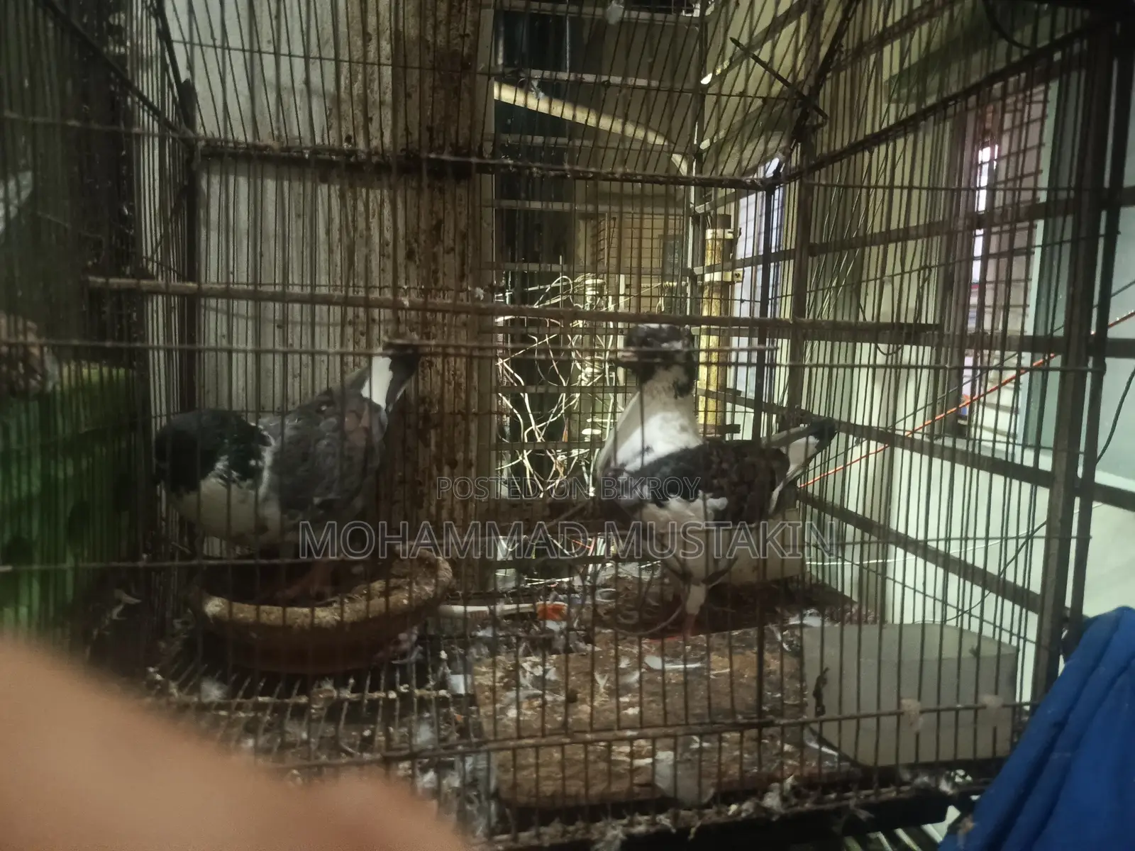 কবুতর ১ জোড়া