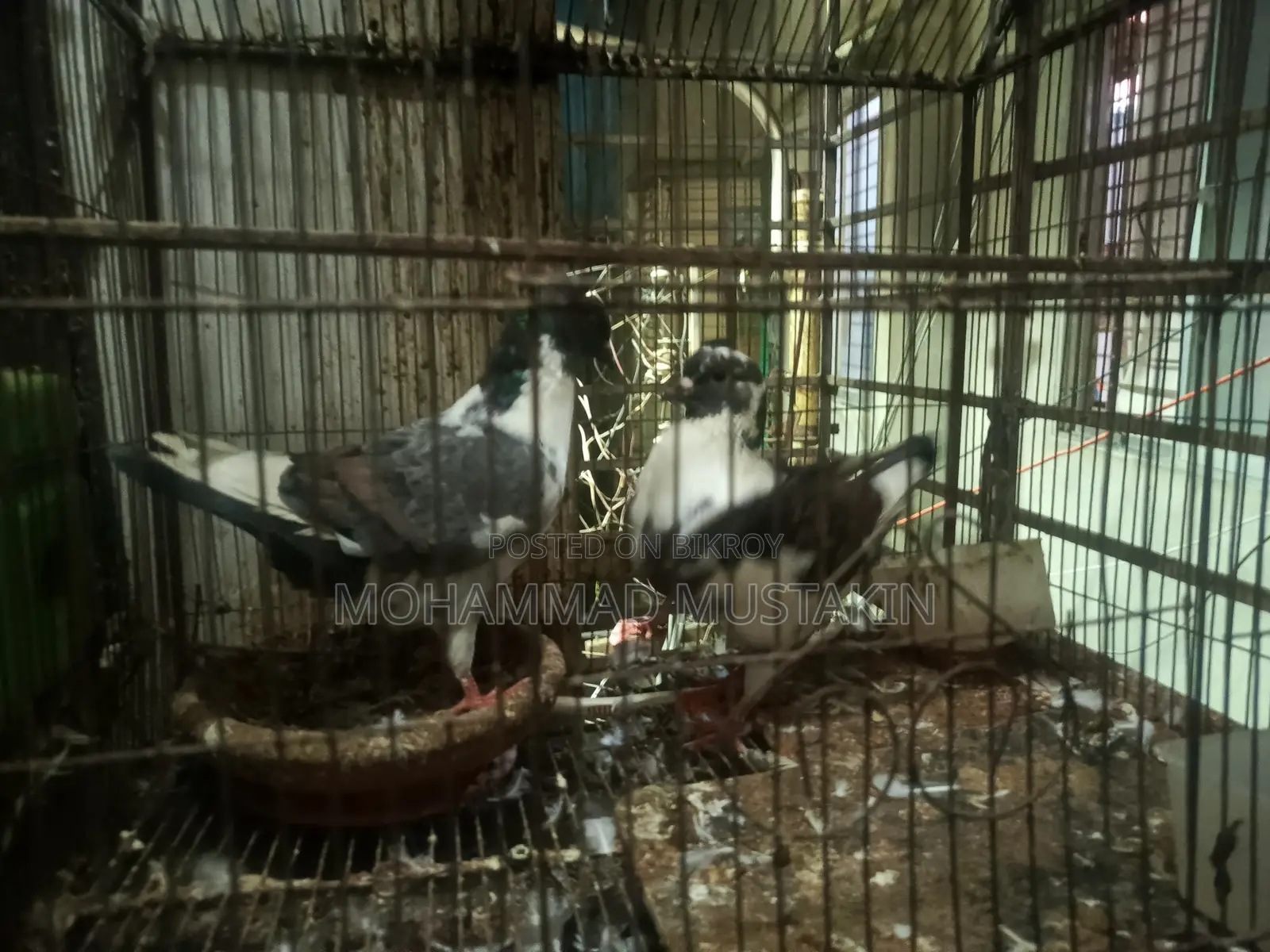 কবুতর ১ জোড়া