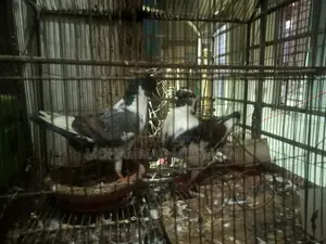 কবুতর ১ জোড়া