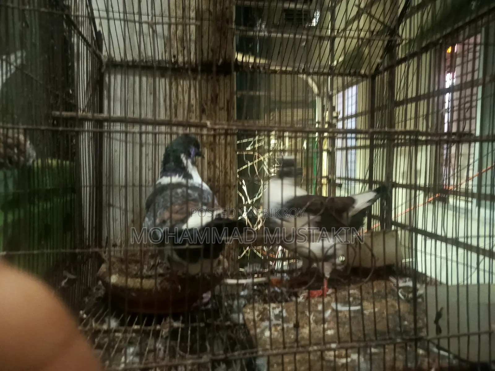 কবুতর ১ জোড়া