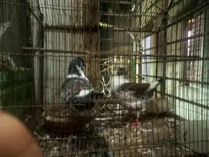কবুতর ১ জোড়া