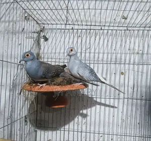 Active Diamond Dove