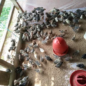 অরিজিনাল মিশোরিও ফাউমি