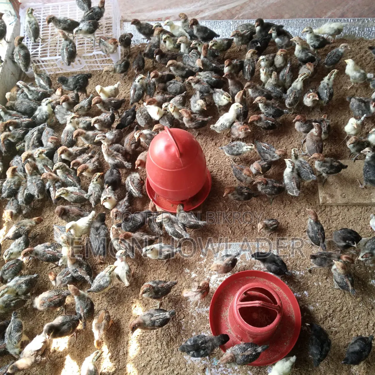 অরিজিনাল মিশোরিও ফাউমি