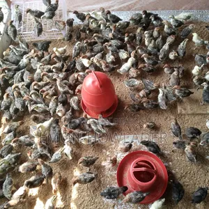 অরিজিনাল মিশোরিও ফাউমি