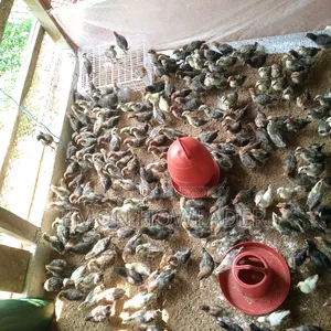 অরিজিনাল মিশোরিও ফাউমি