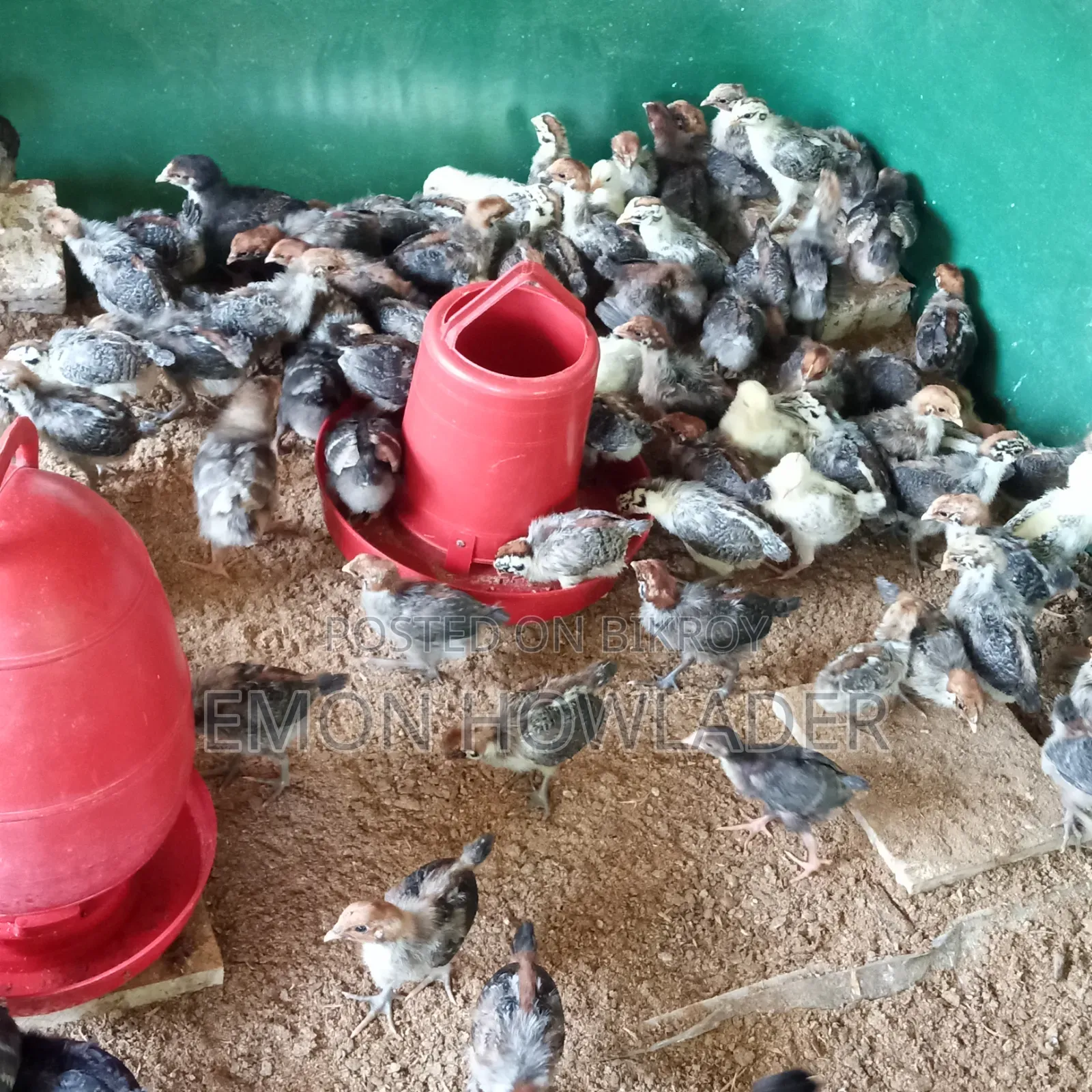 অরিজিনাল মিশোরিও ফাউমি