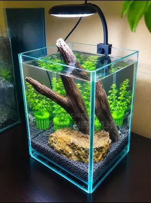 Aquarium Setup