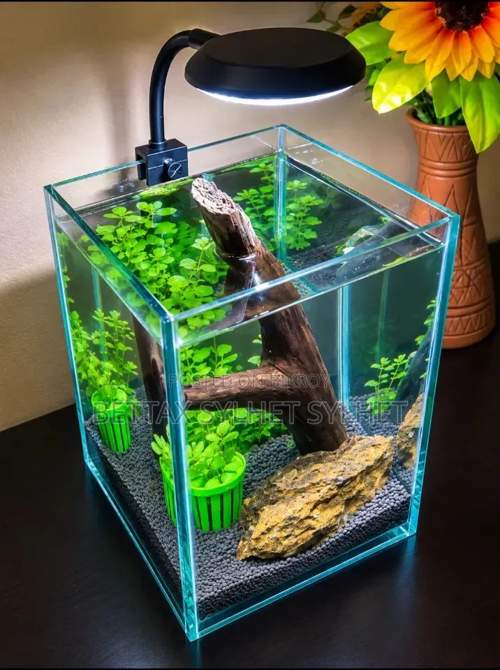 Aquarium Setup