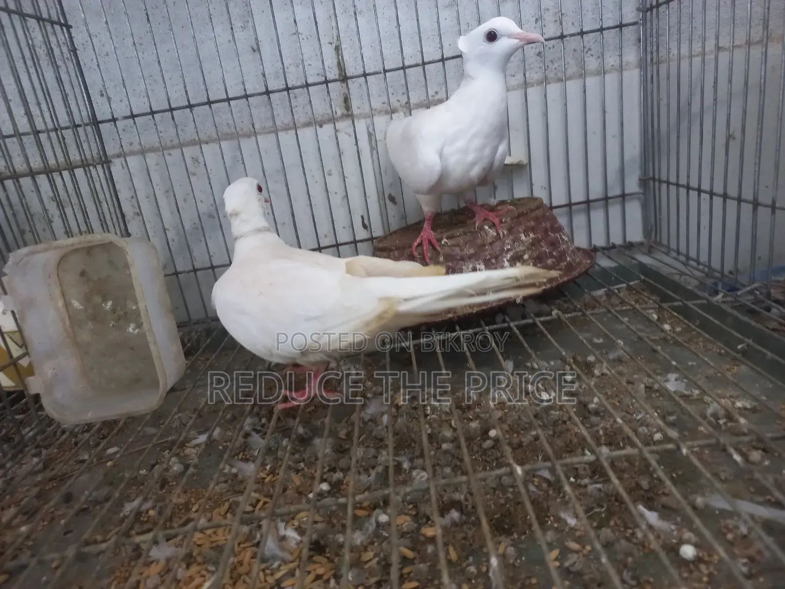 অস্ট্রেলিয়ান সাদা ঘুঘু