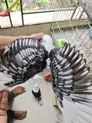 ব্লাকলেস শার্টিং বেবি ফিমেল
