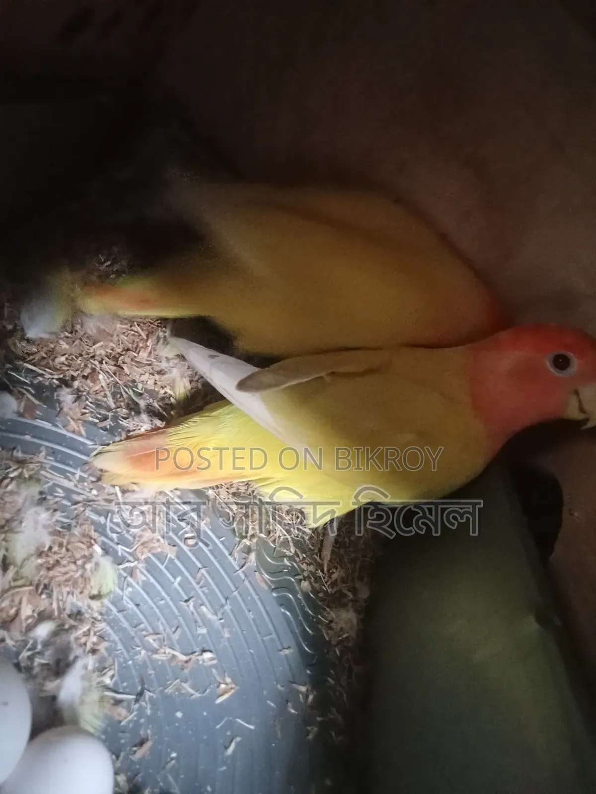 Lovebird Birds