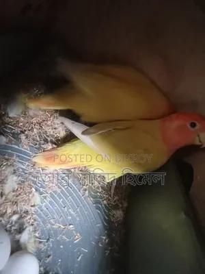 Lovebird Birds