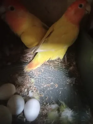 Lovebird Birds