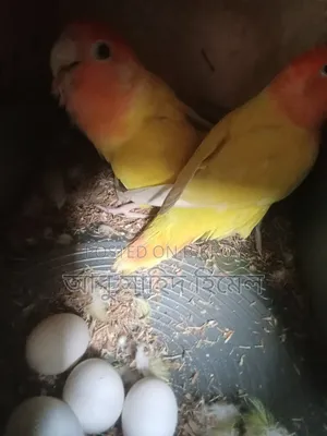 Lovebird Birds