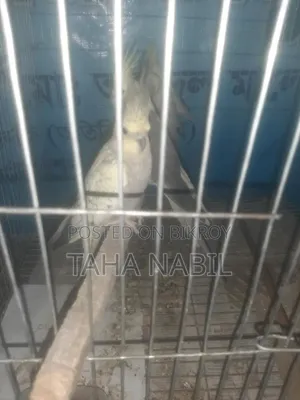 ককটেল গ্রে মাস্টার জোড়া