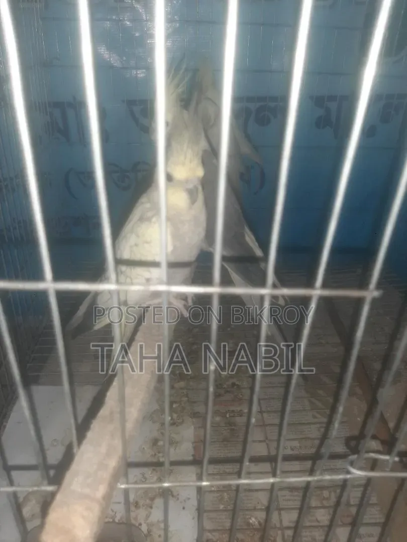 ককটেল গ্রে মাস্টার জোড়া