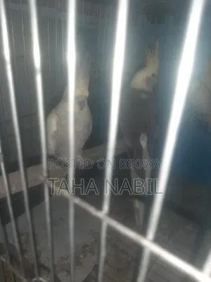 ককটেল গ্রে মাস্টার জোড়া