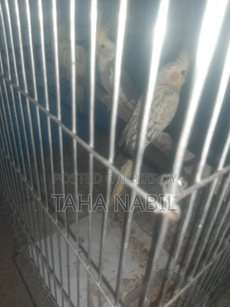 ককটেল গ্রে মাস্টার জোড়া