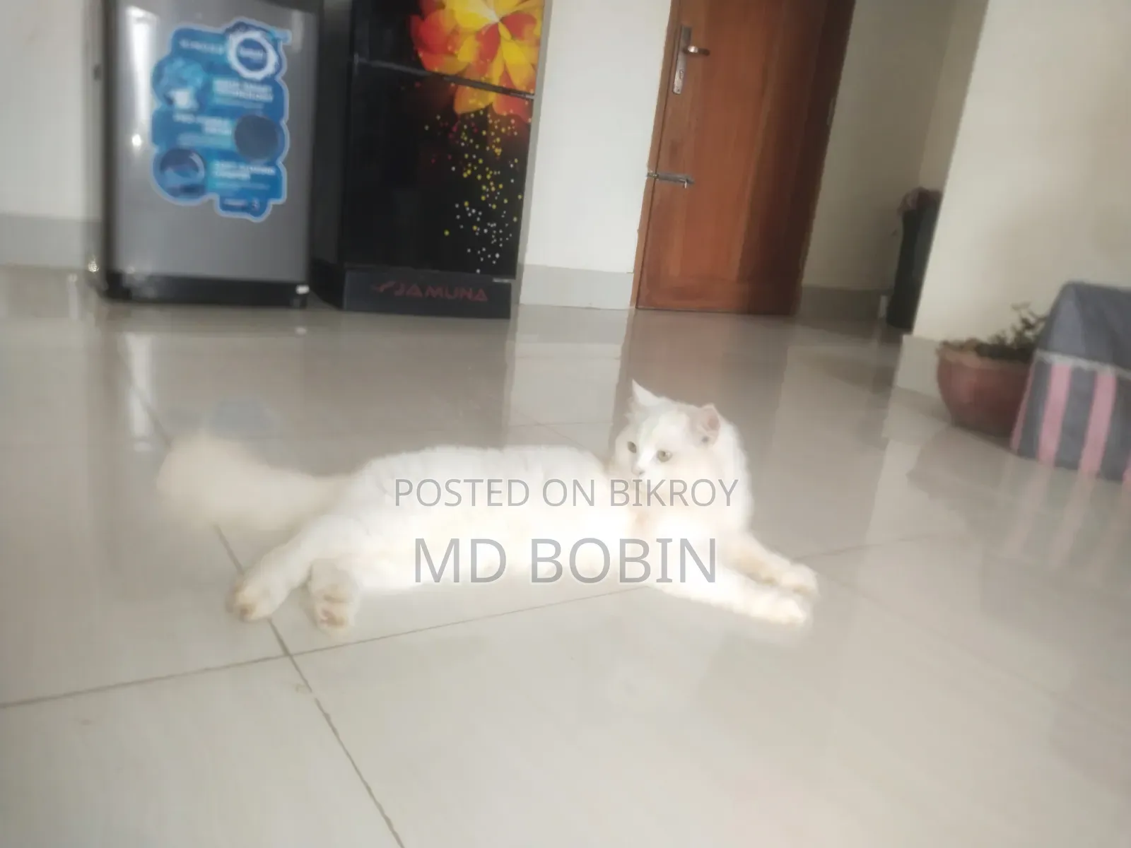 ১+ বছরের পুরুষ পিওরব্রেড পার্সিয়ান