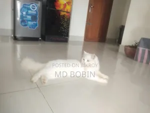 ১+ বছরের পুরুষ পিওরব্রেড পার্সিয়ান
