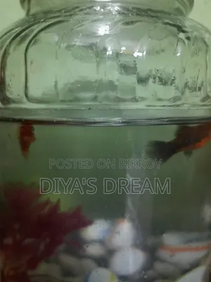fish for sell