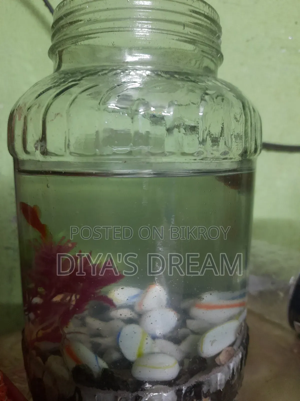 fish for sell