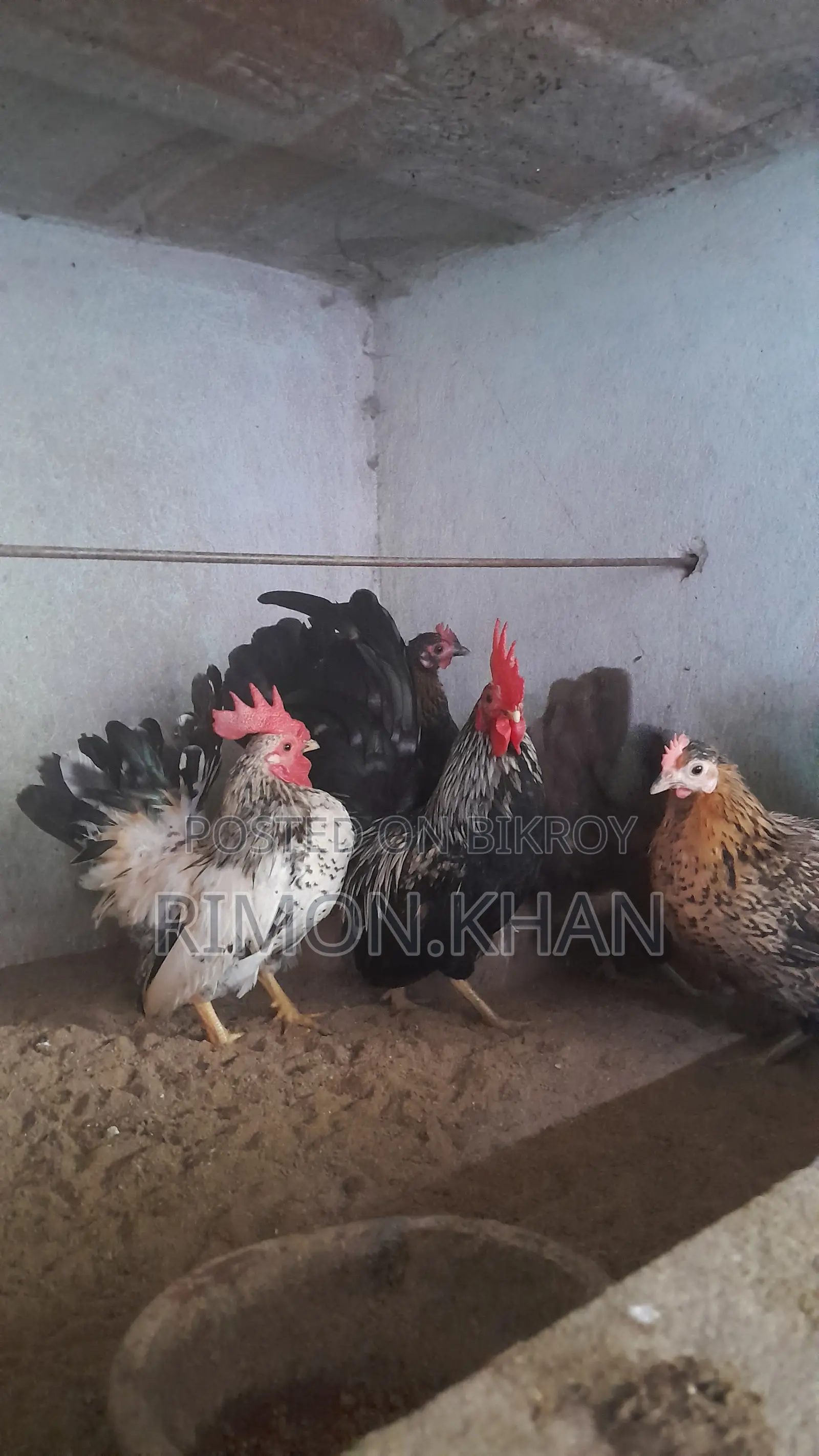Japanese Small Breed Serama Running and Chicks