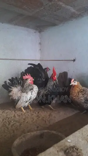 Japanese Small Breed Serama Running and Chicks