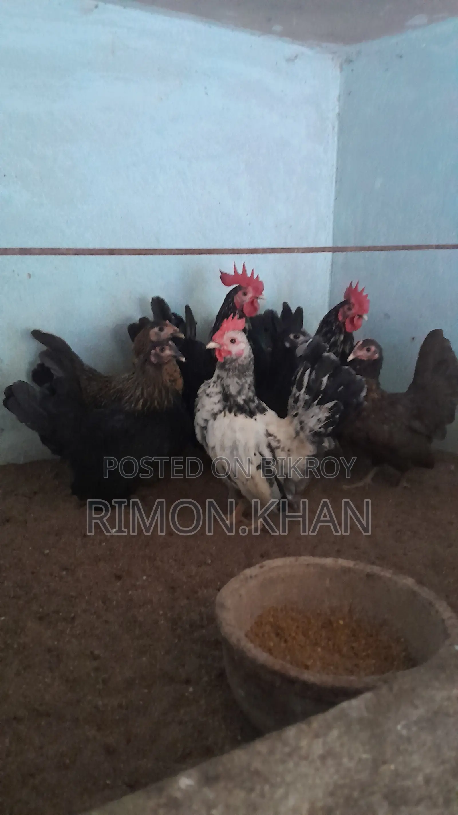 Japanese Small Breed Serama Running and Chicks
