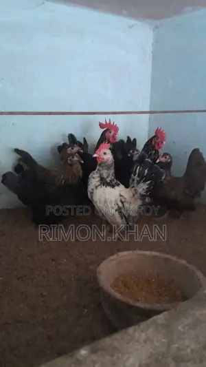 Japanese Small Breed Serama Running and Chicks