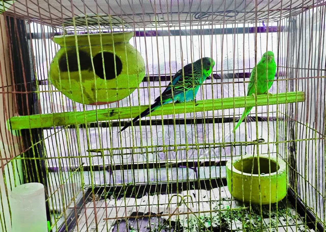 Budgies Birds Running Pair Rainbow