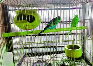 বাজরিগার পাখি রানিং পেয়ার রেইনবো