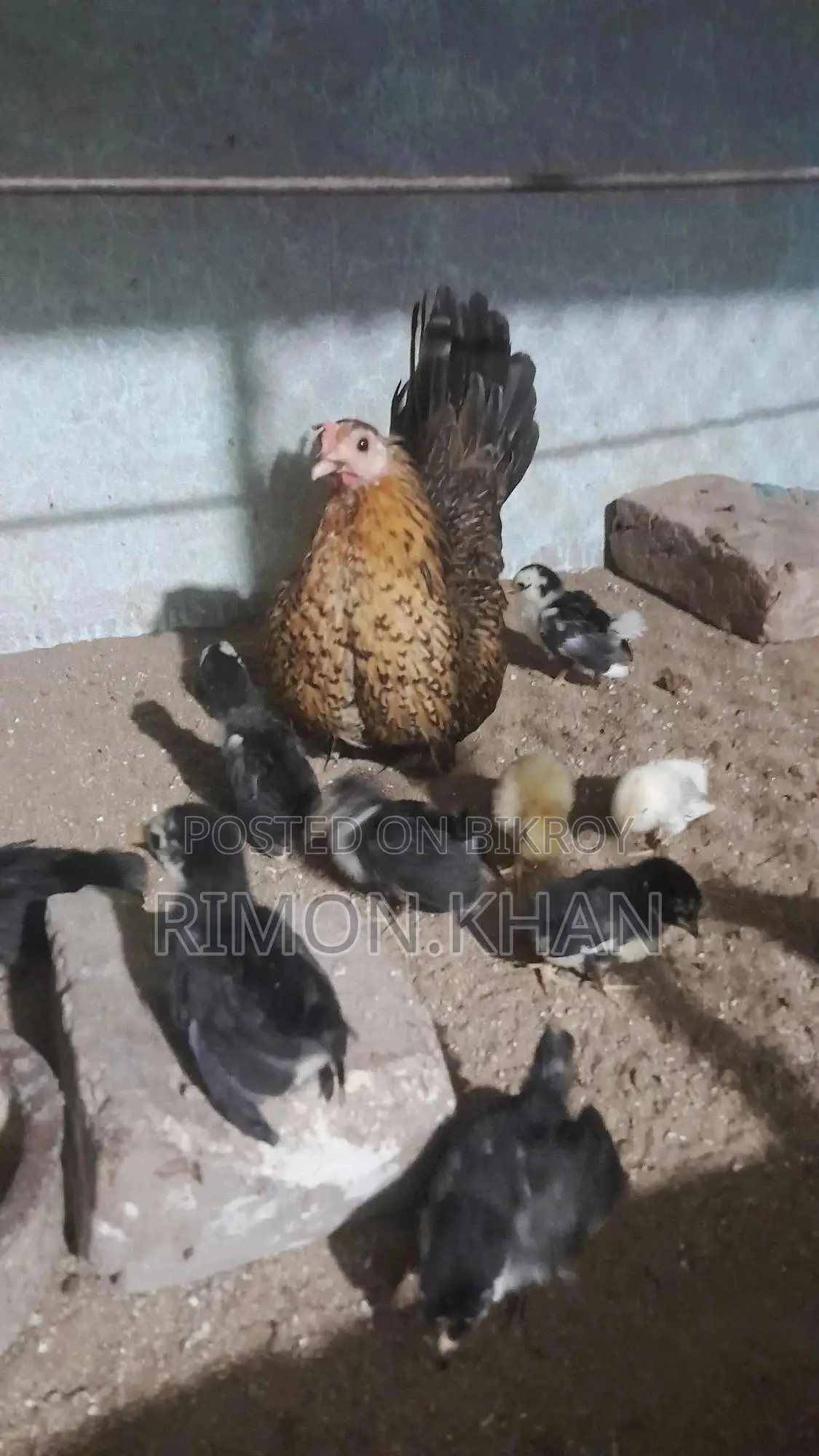 Japanese Small Breed Serama Running and Chicks