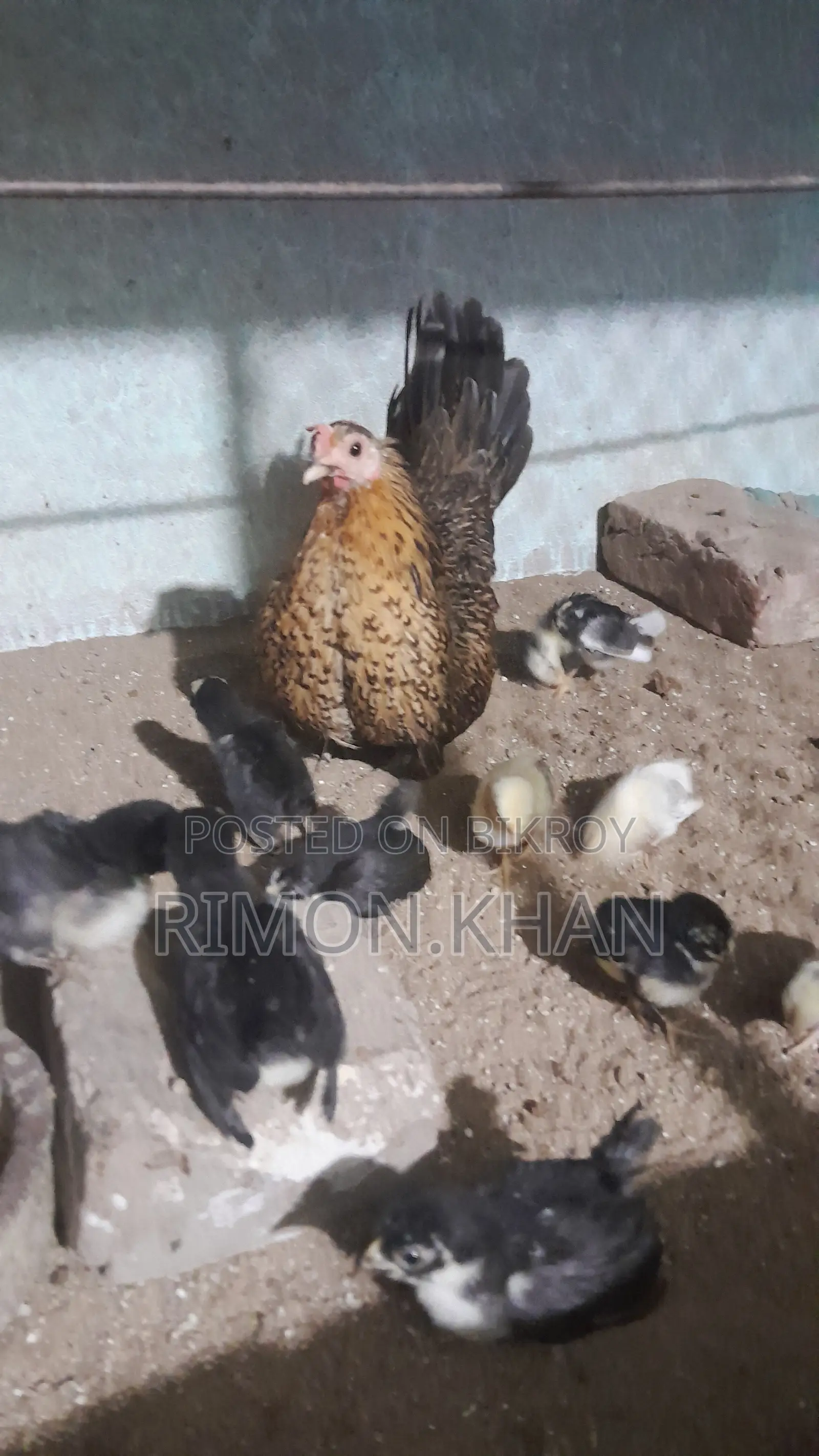 Japanese Small Breed Serama Running and Chicks