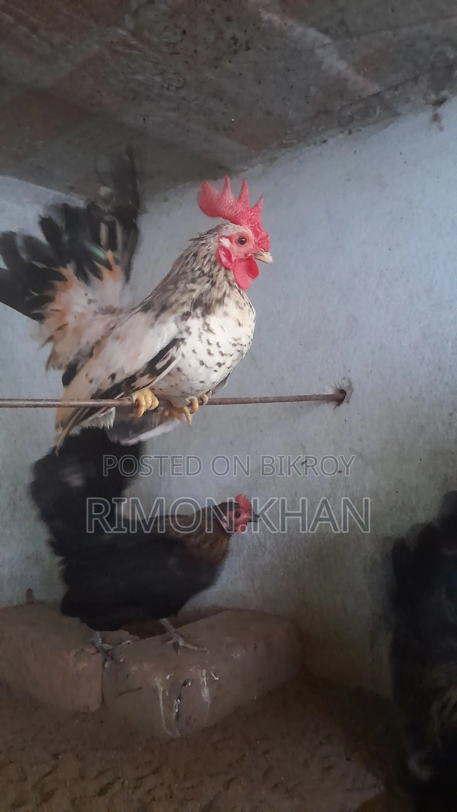 Japanese Small Breed Serama Running and Chicks