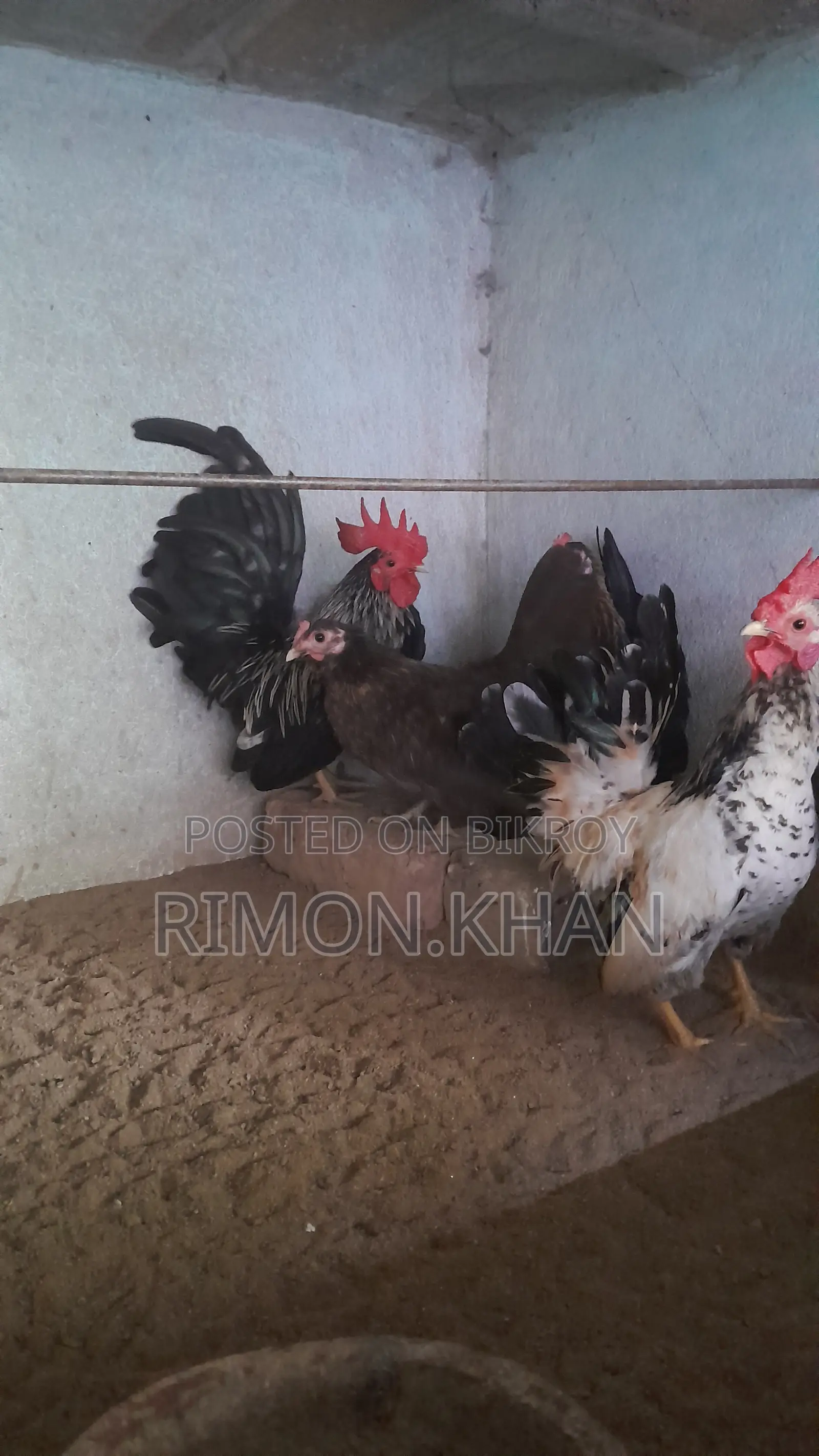 Japanese Small Breed Serama Running and Chicks